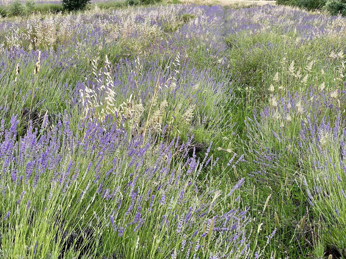 LAVANDA BEL