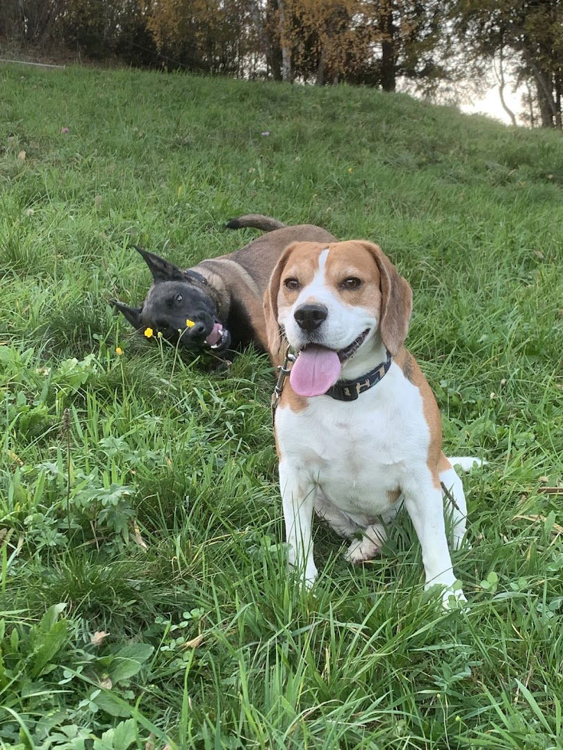 K9 Pro, Storitve in trgovina, Miran Vodopivec s.p.