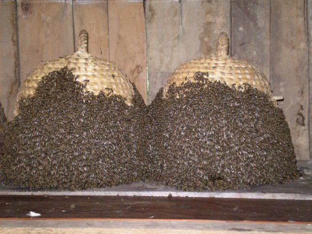 PČELARSTVO SOKOLOVIĆ