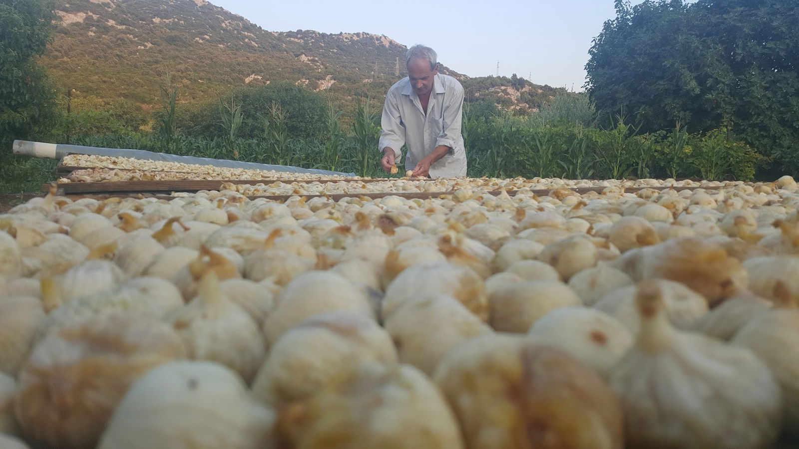 OPG ANTE i DUJE ĆULUM