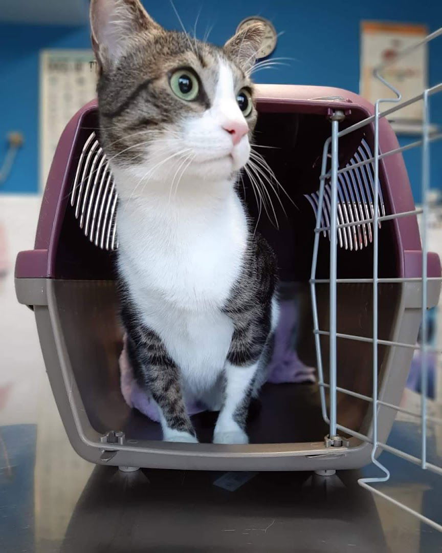 Veterinarska ambulanta Vesna