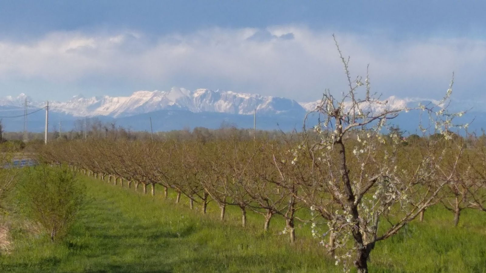 Azienda Agricola Zuttion Aldino