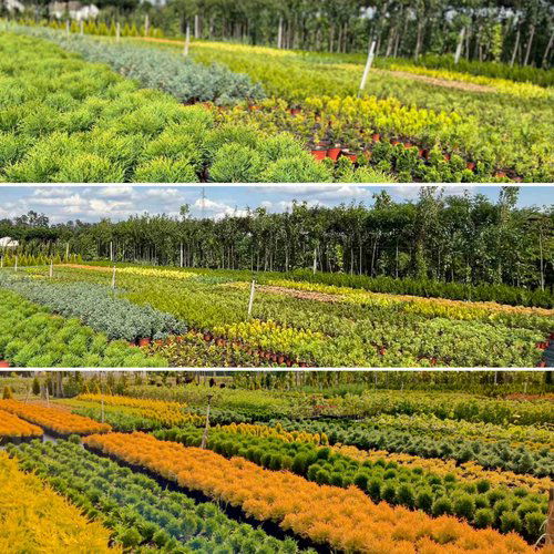 Rasadnik Četinara Saša