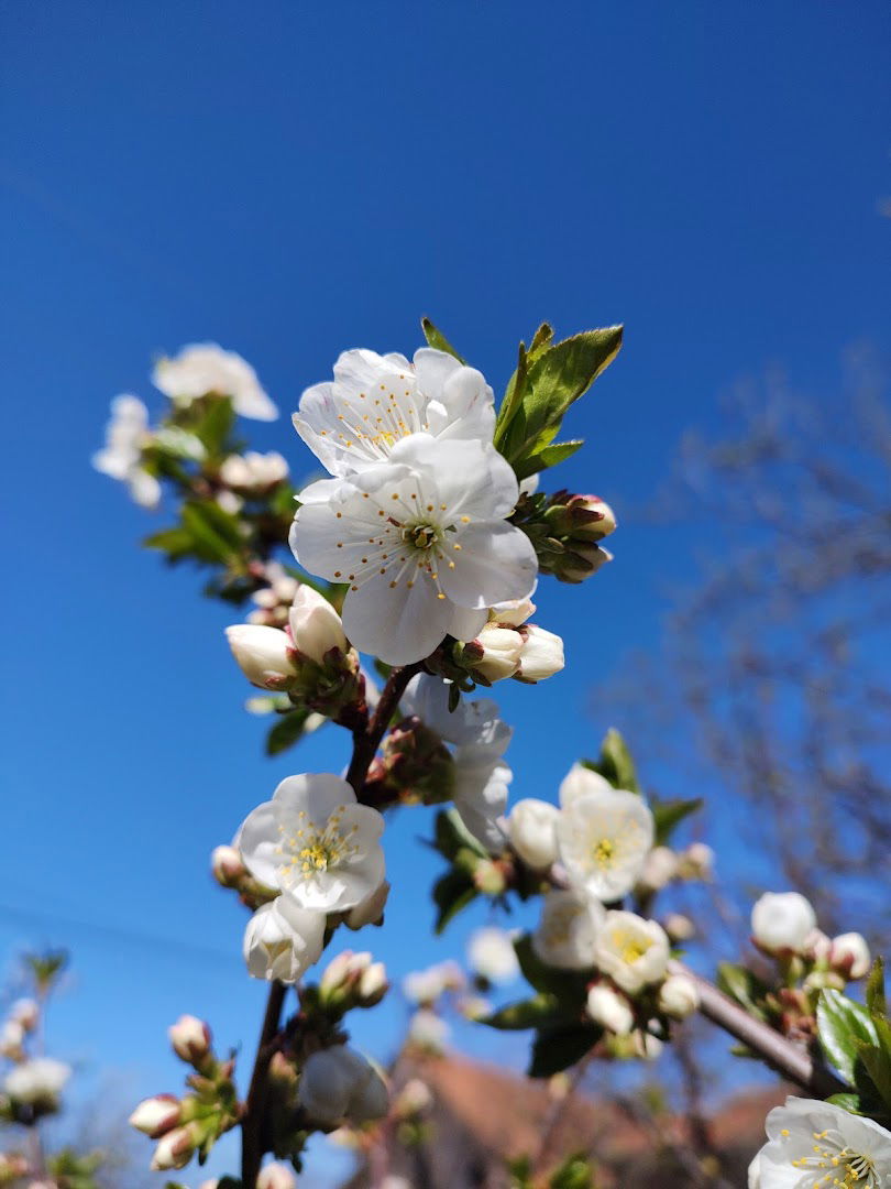 Železnik Charlie Brown