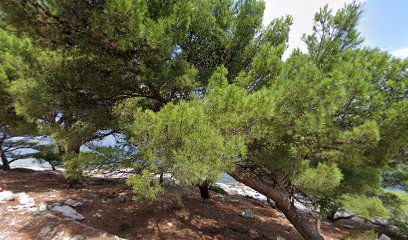 Dog friendly beach Trstena