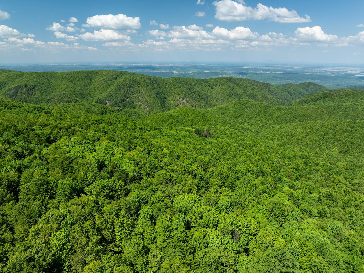 Papuk Territory - Jelen obični - Red deer