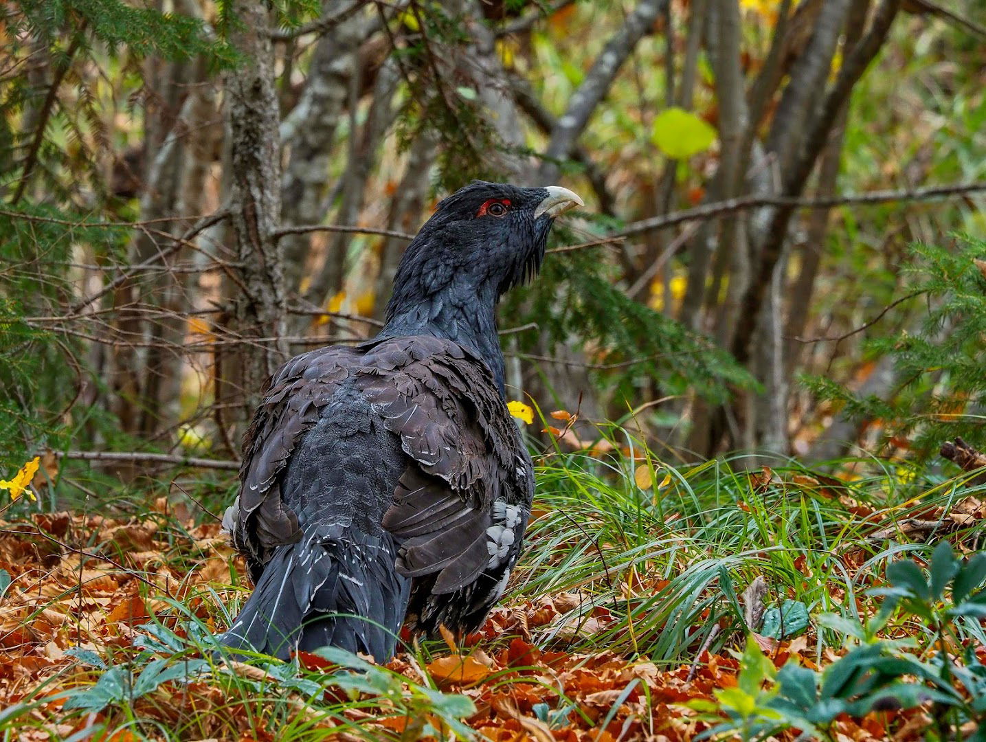 Capercaillie Croatia - Photo hunting