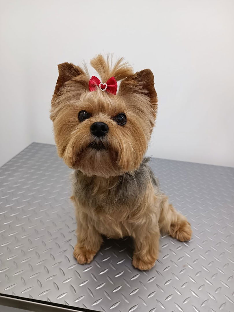 ŠIŠANAC, salon za šišanje i njegu pasa