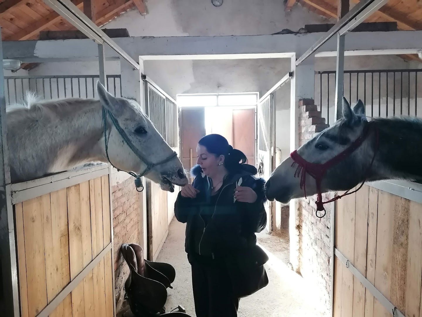 Konjički klub Aleksandar