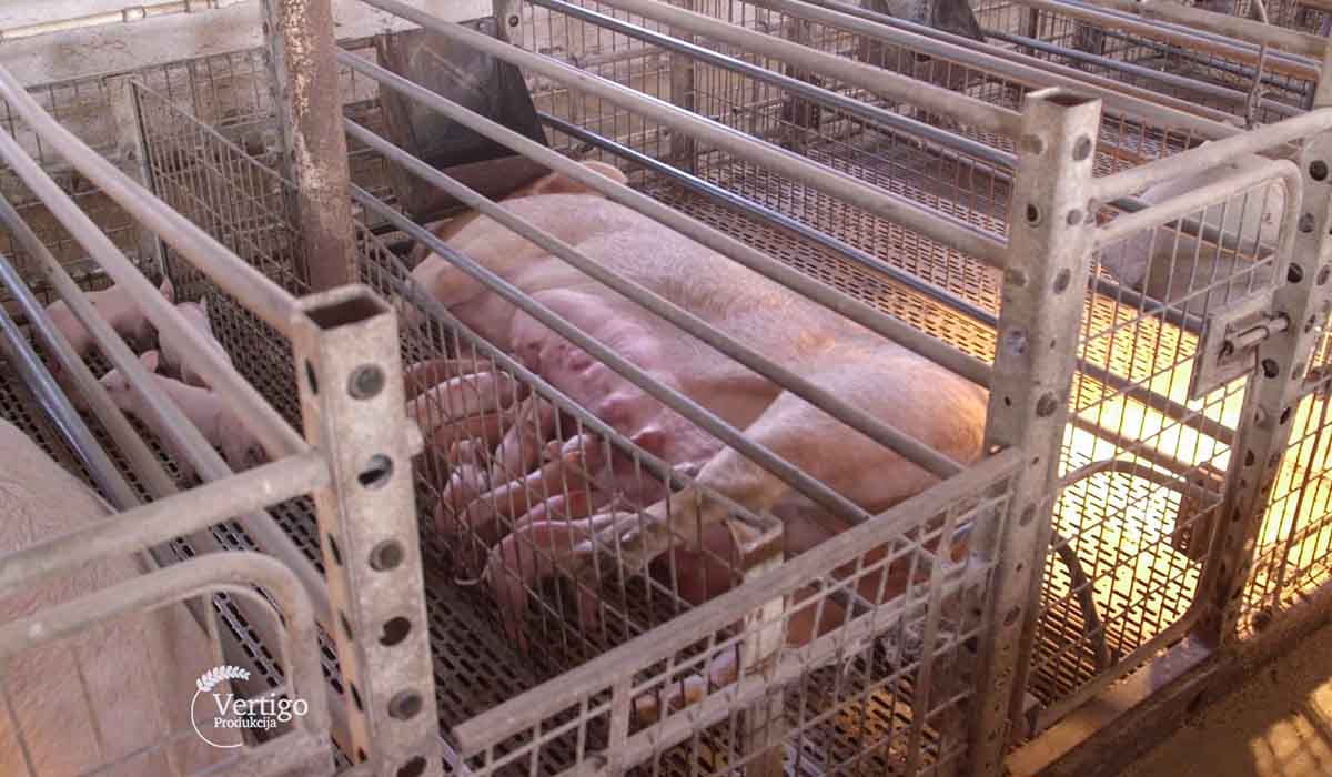 Zemljoradnicka zadruga 'Klas' Farma svinja