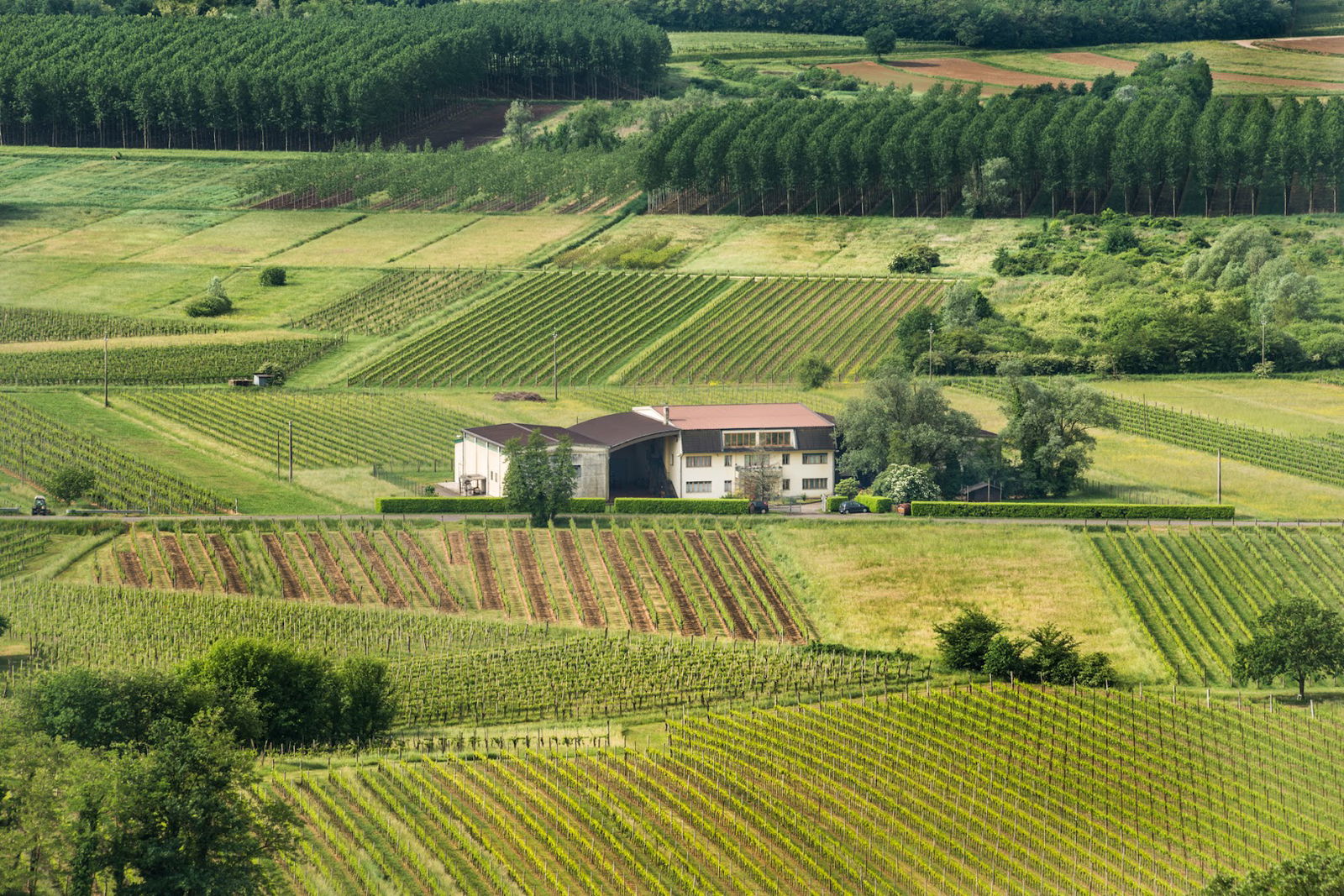 Gaspare Buscemi Vini d'Artigianato