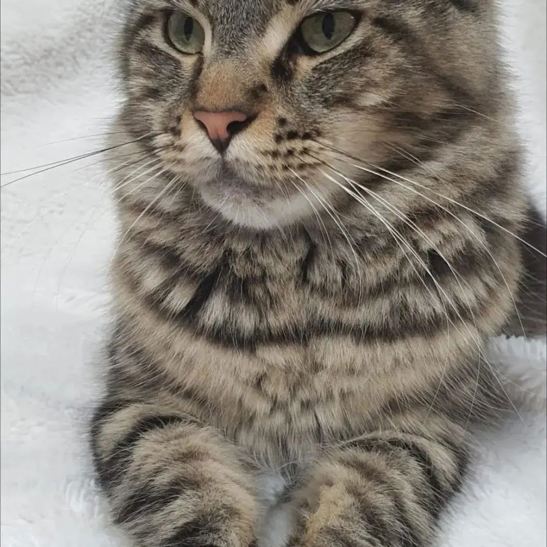 Felis Agram cattery - Maine coon uzgajivačnica