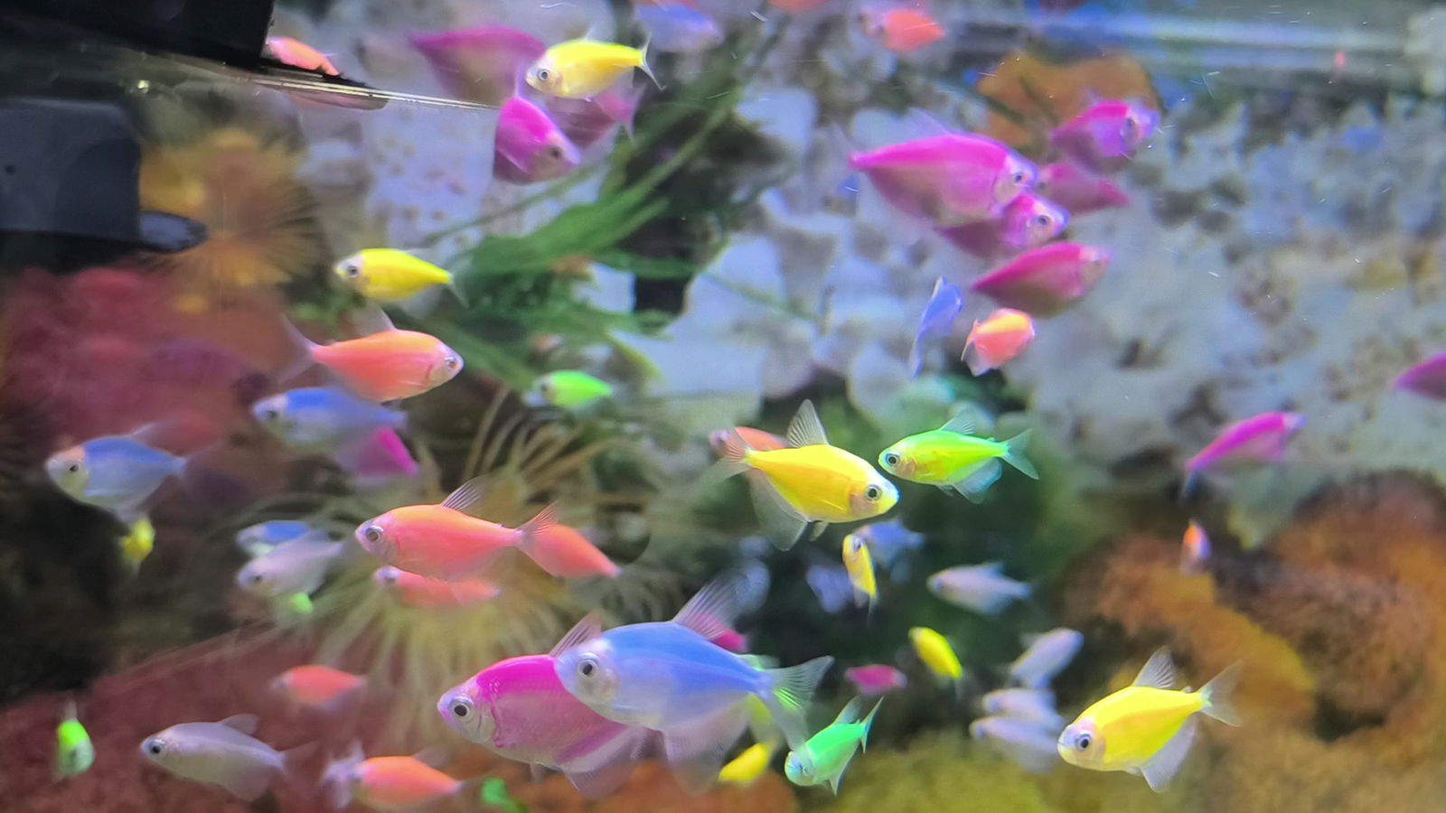 Železnik - Veterinarska apoteka i pet shop Aquarius