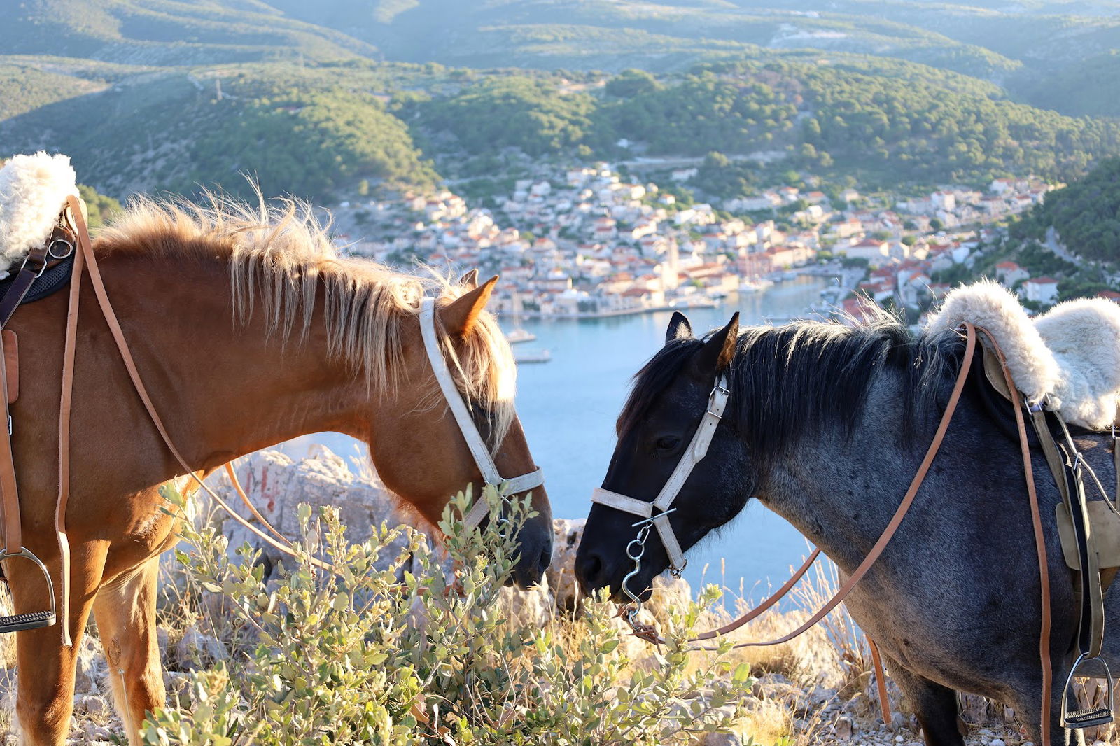 Horse riding Brač
