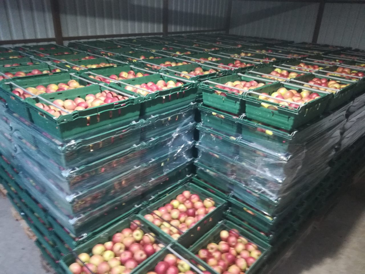 Supromex, Global Feed