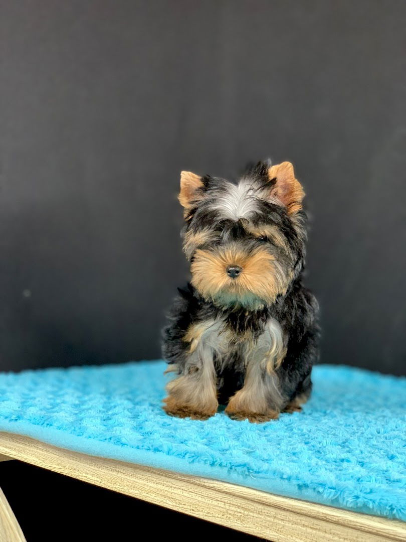 Odgajivačnica Mitić