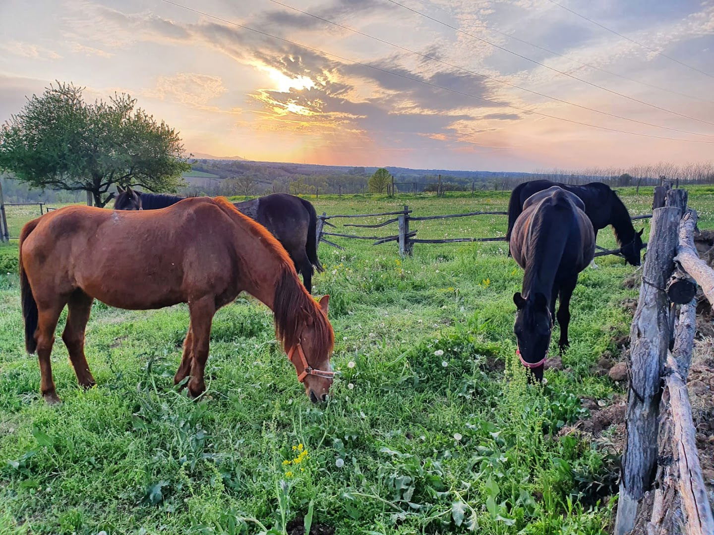 Konjički klub Bežanac