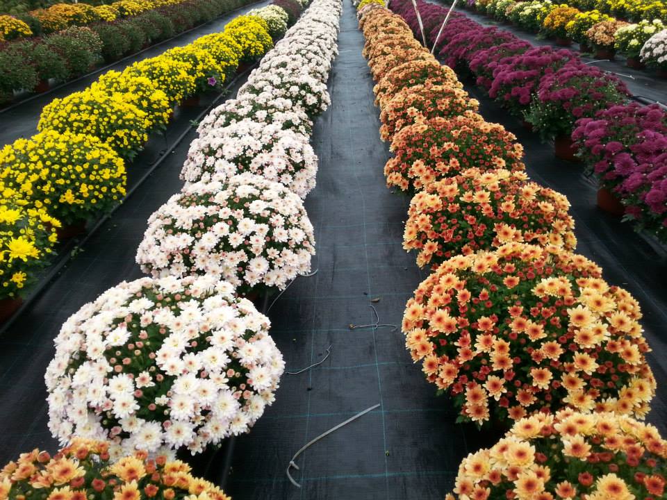 Rasadnik Stamenkovic