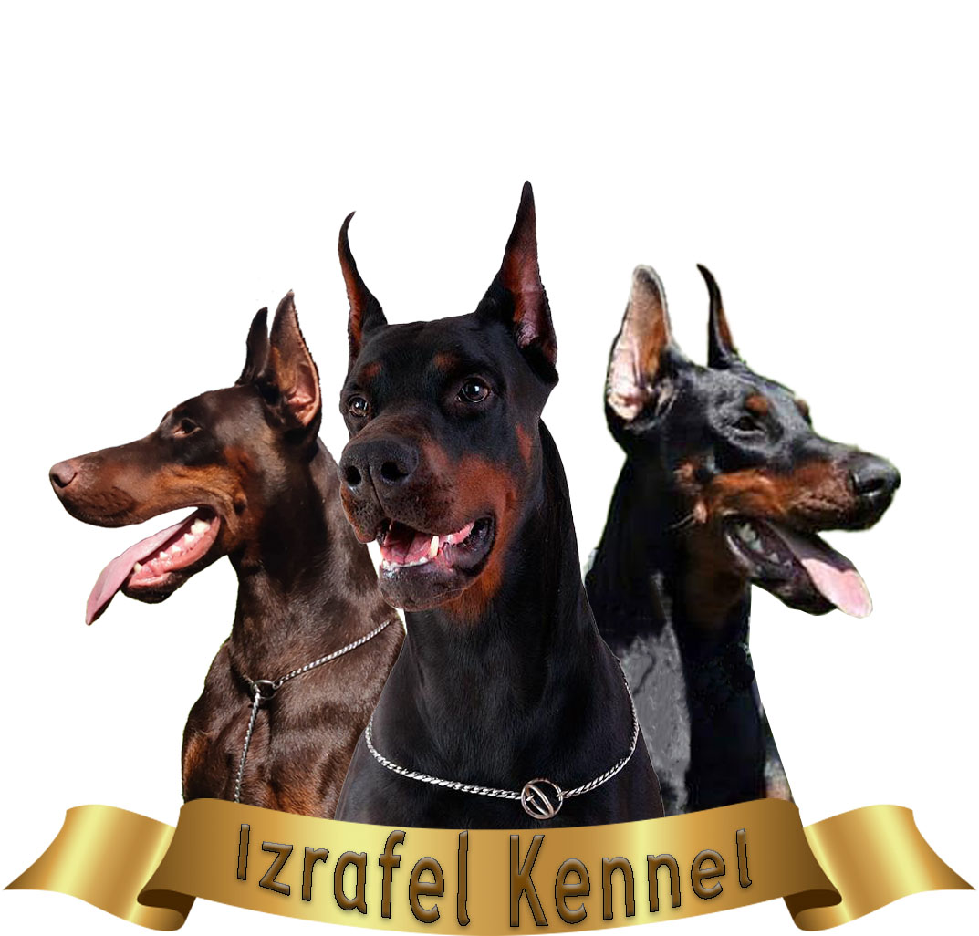 Izrafel Dobermann Kennel