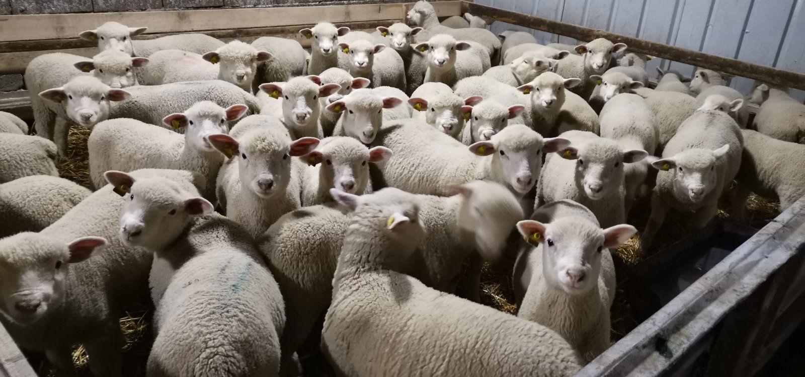 "Orlović" - farma IDF ovaca