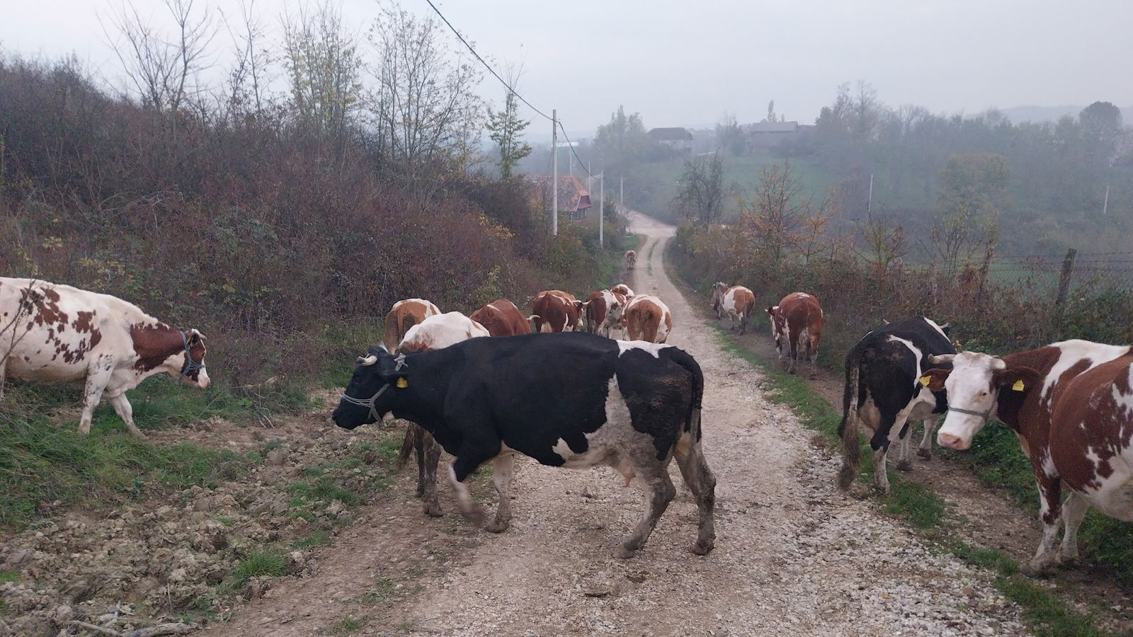 OPG Erkalović Dragan