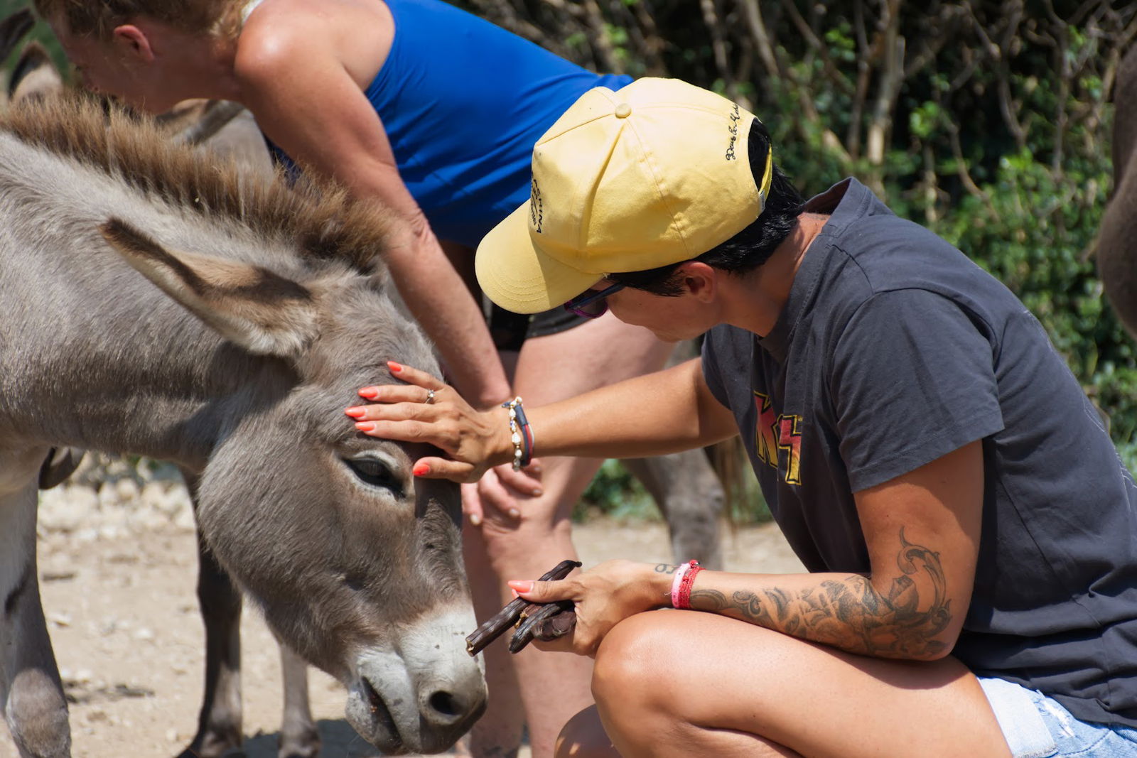 Paws,Hooves and Hearts Foundation