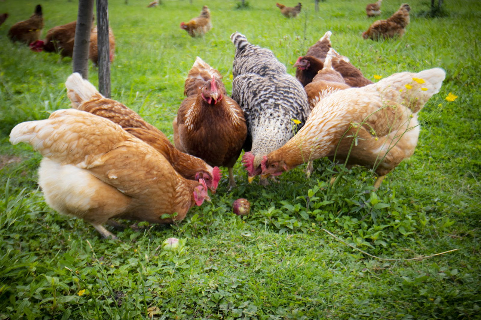 Domaća sretna jaja samoborskog kraja
