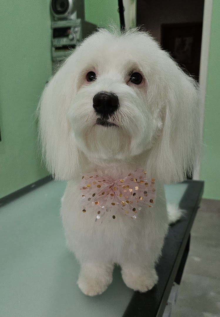 DOGGO - salon za uljepšavanje kućnih ljubimaca