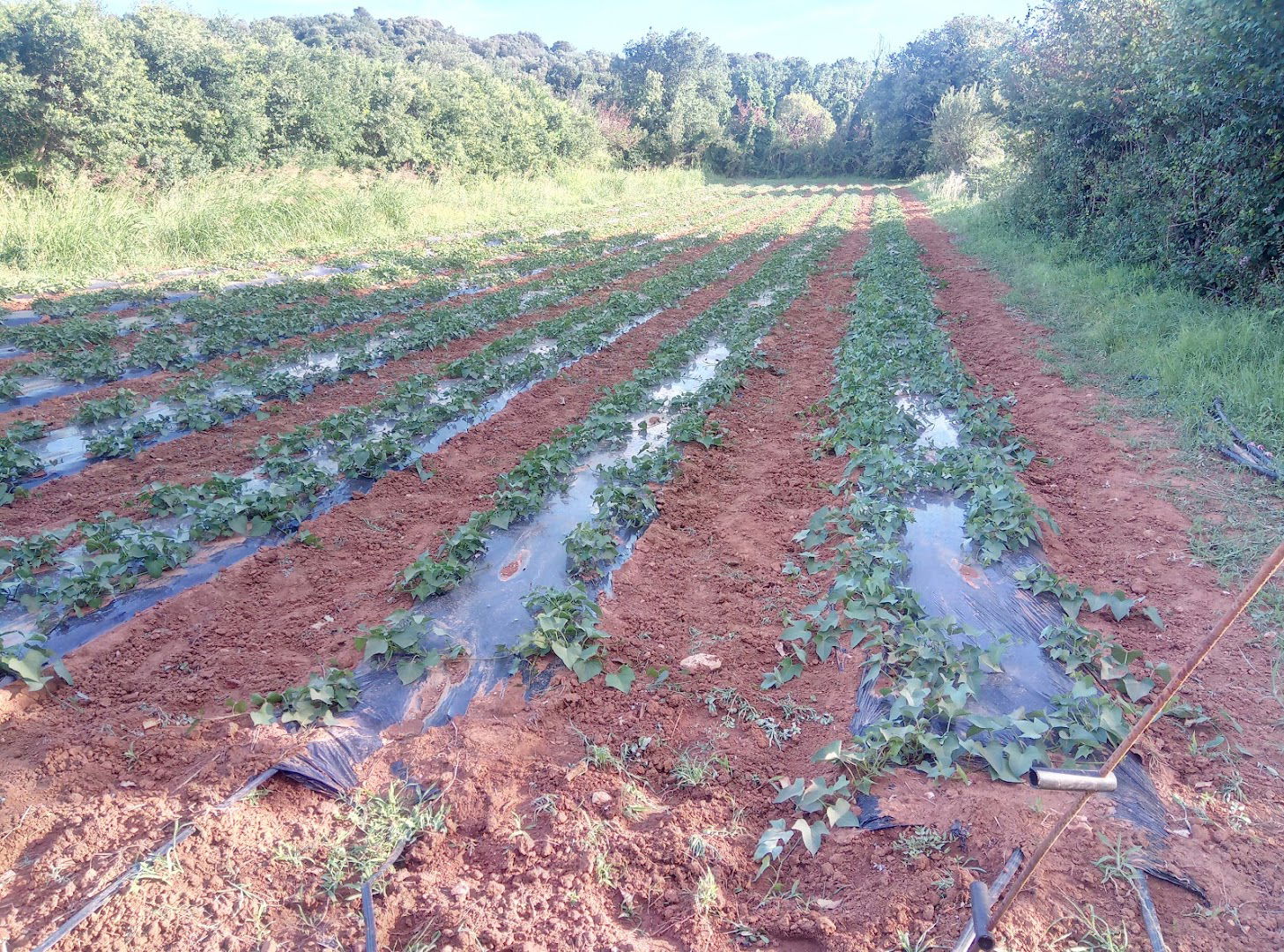 EKO SILJAN - EKOLOŠKO POVRĆE