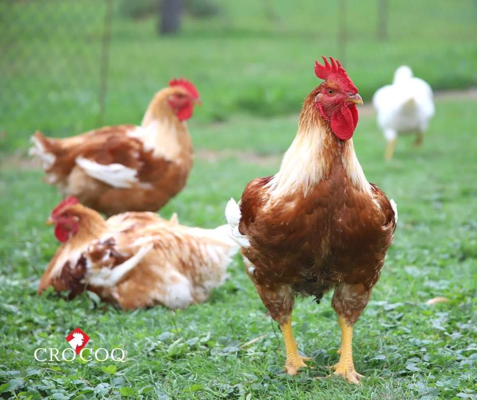 OPG TREŠČEC BELOŠEVIĆ