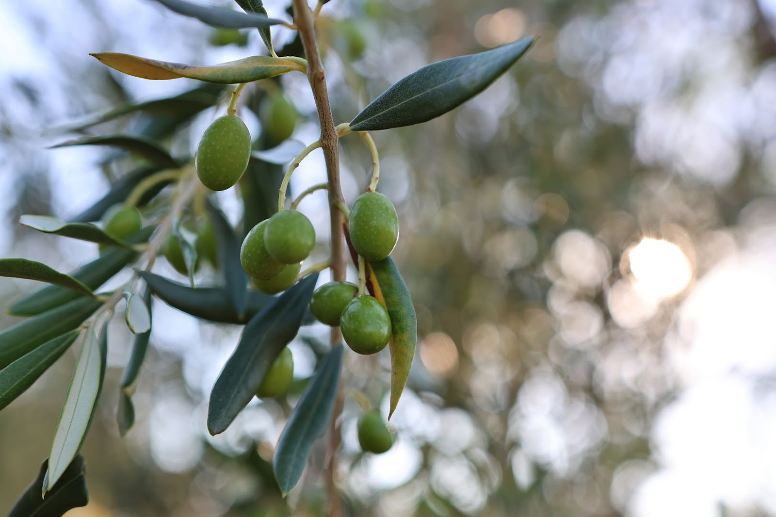 OPG Šarić | Extra Virgin Olive Oil | Organic Vegetables | Šarići | Istria | Taste & Shop