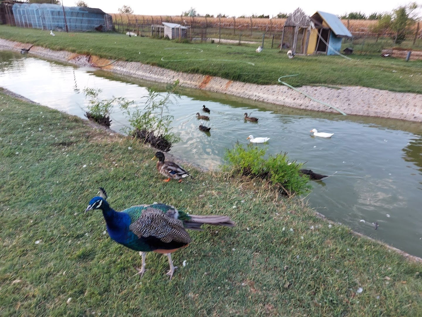 Мини Зоолошки врт Темерин