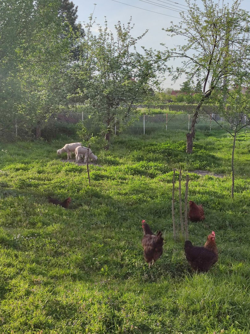 Gazdinstvo Živanović