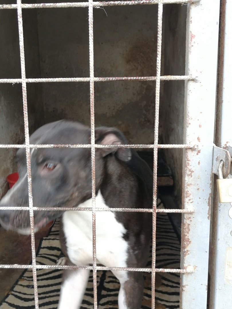 Sklonište za životinje “Kira”