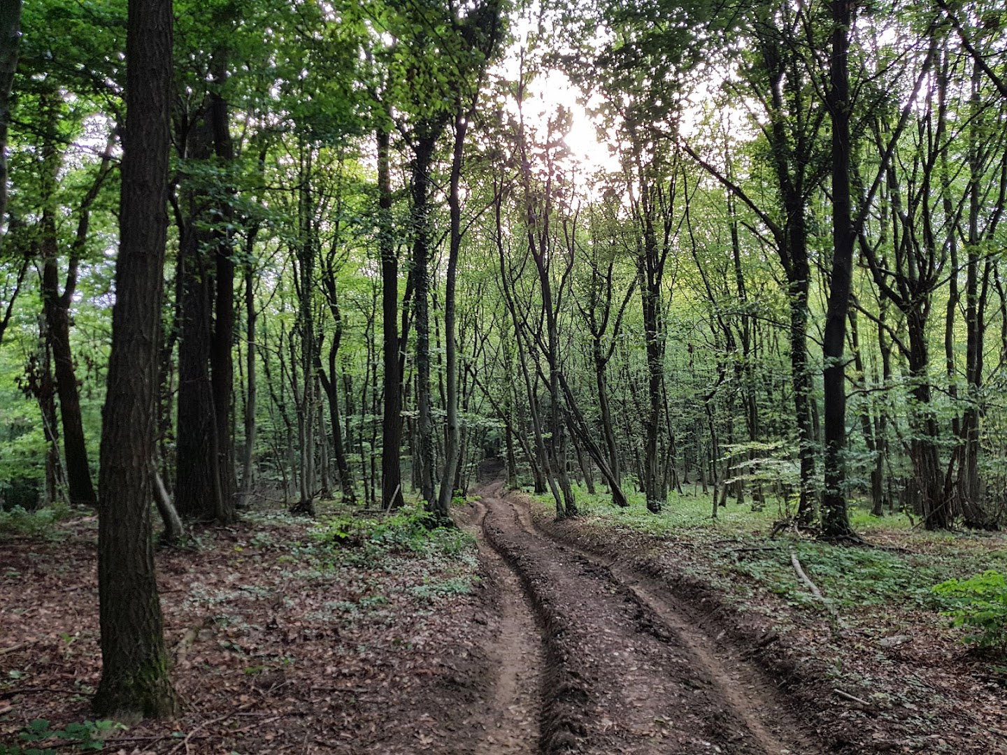 Sljeme Zapad Sumska Staza