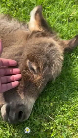 Premium Pet Sunny Ville