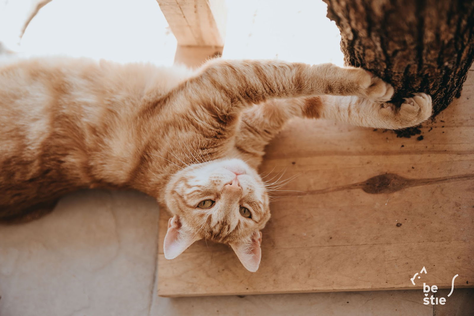 NO KILL animal shelter Animalis Centrum