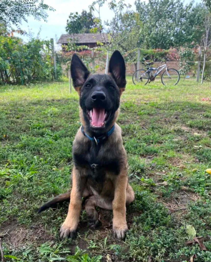 Pansion za pse Pancevo Doggie