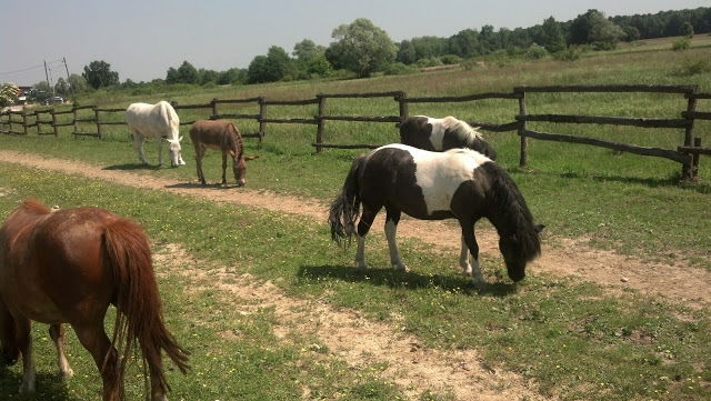 Nada terapijsko jahanje