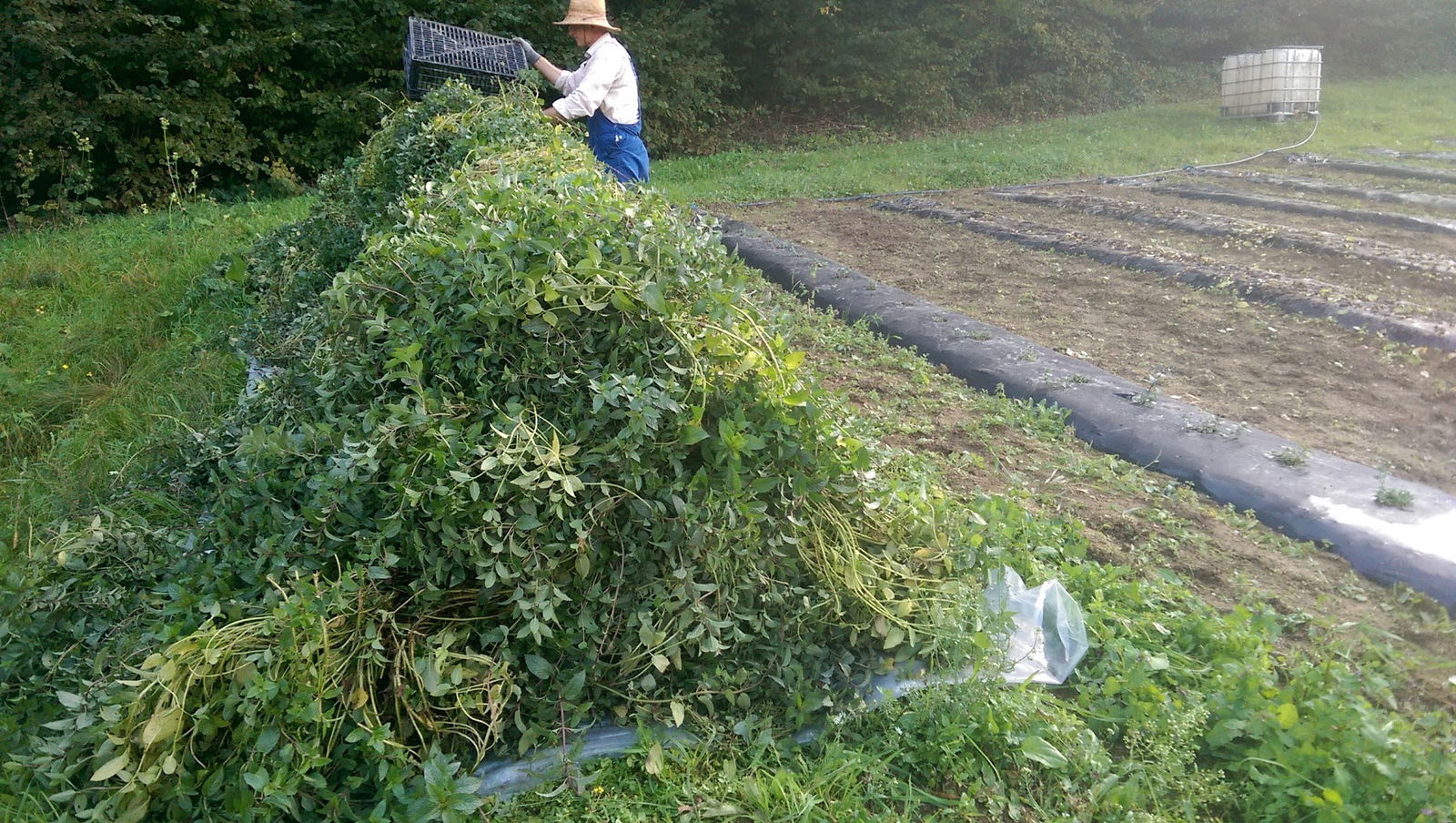 Kuća Magične Trave