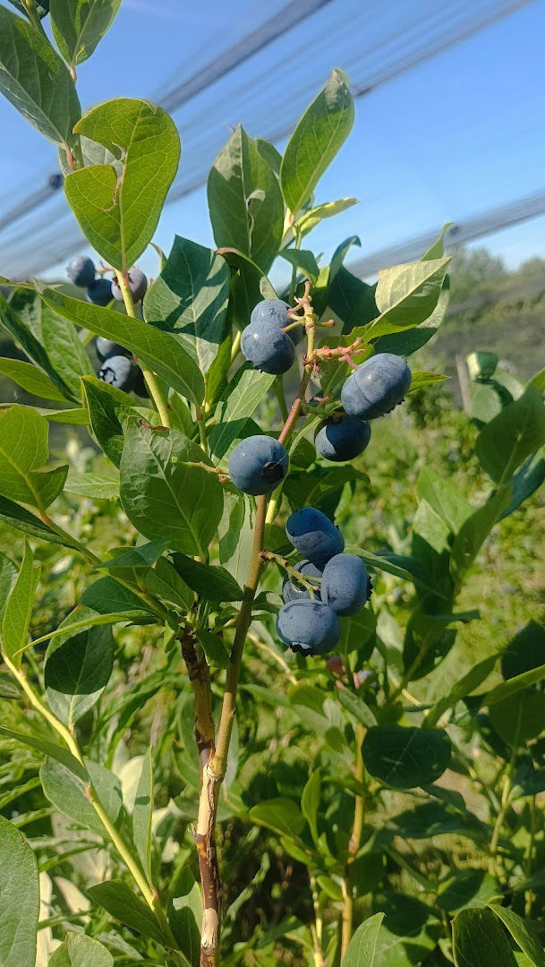 Becinov voćnjak (Becin's portchard)