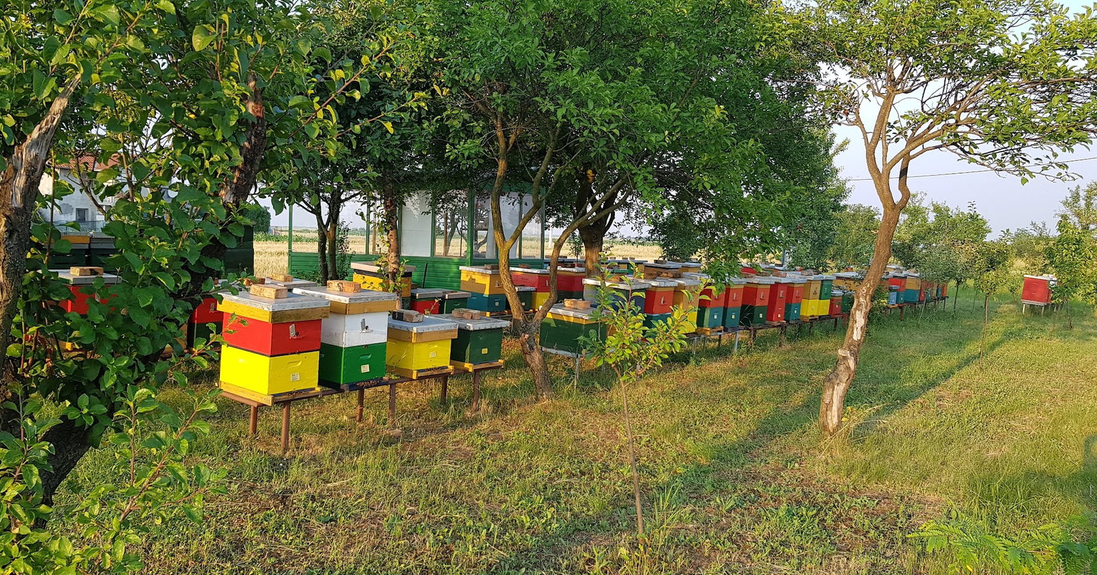 Pčelinjak Mikanović