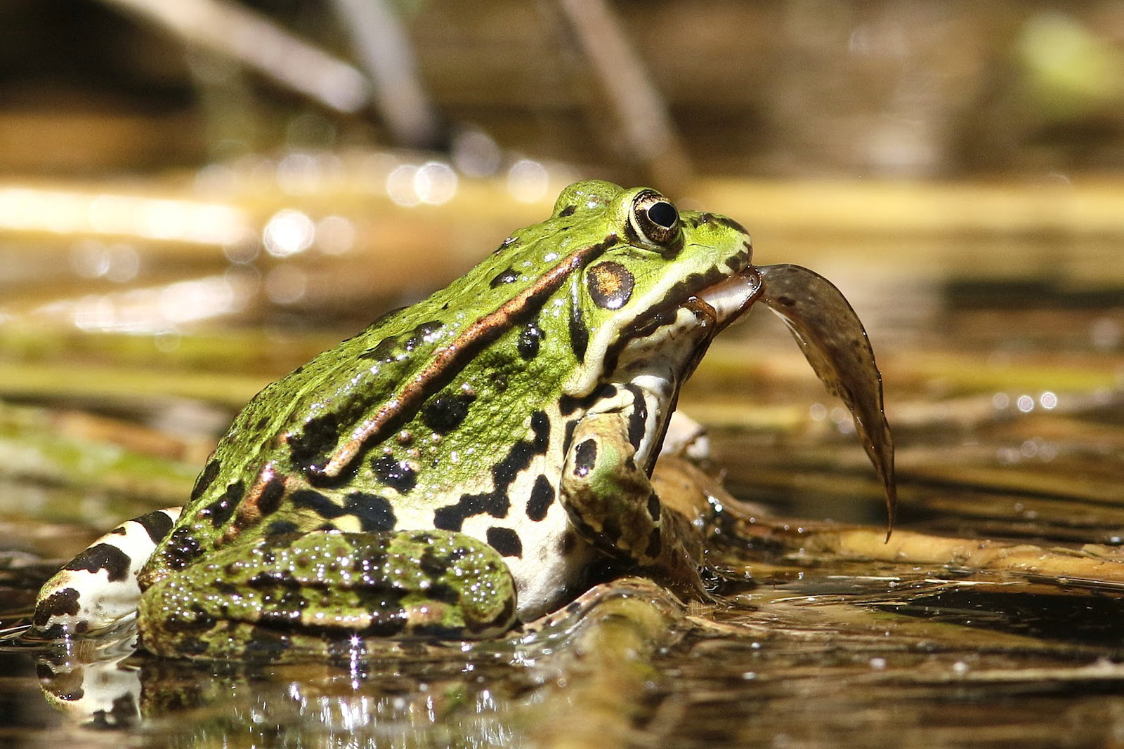 Riserva Naturale Regionale della Foce dell'Isonzo Isola della Cona