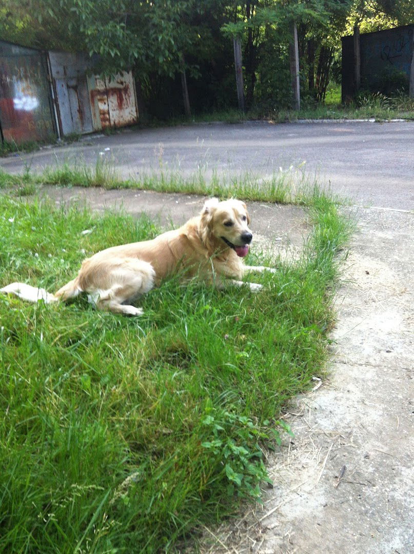 Sretena Mladenovića