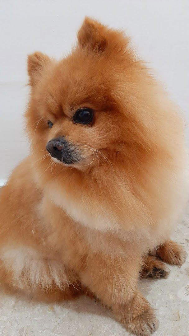 Salon za njegu pasa BONO