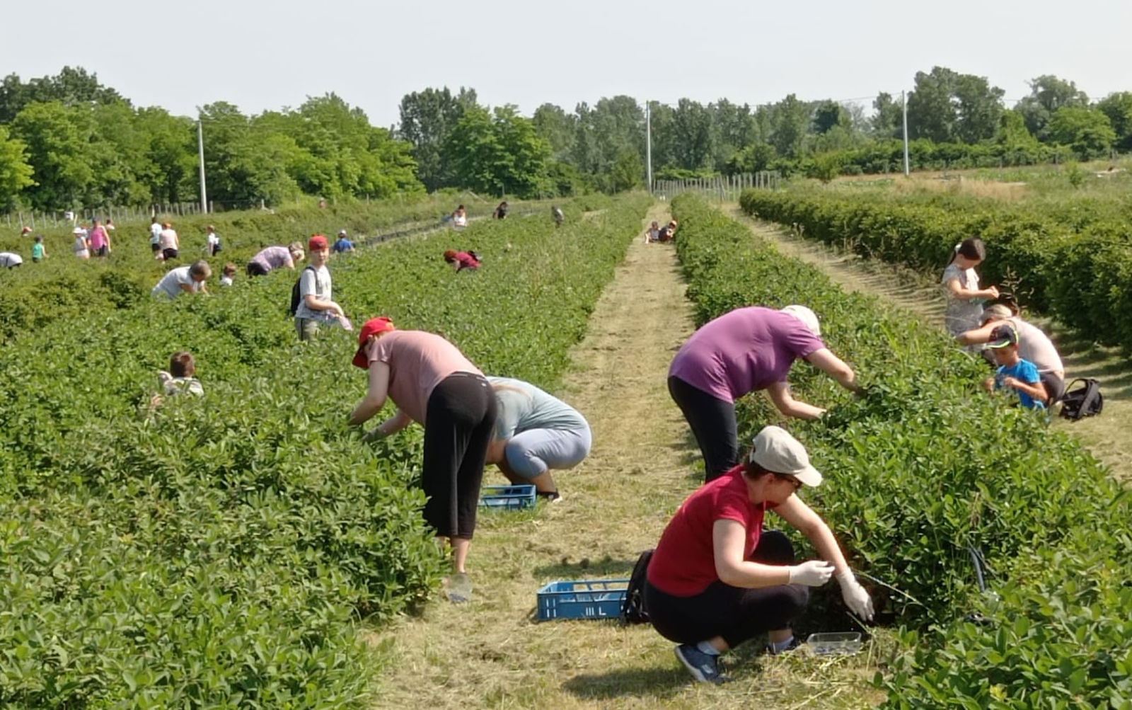 OPG Babojelić - Haskap Berry Samobor