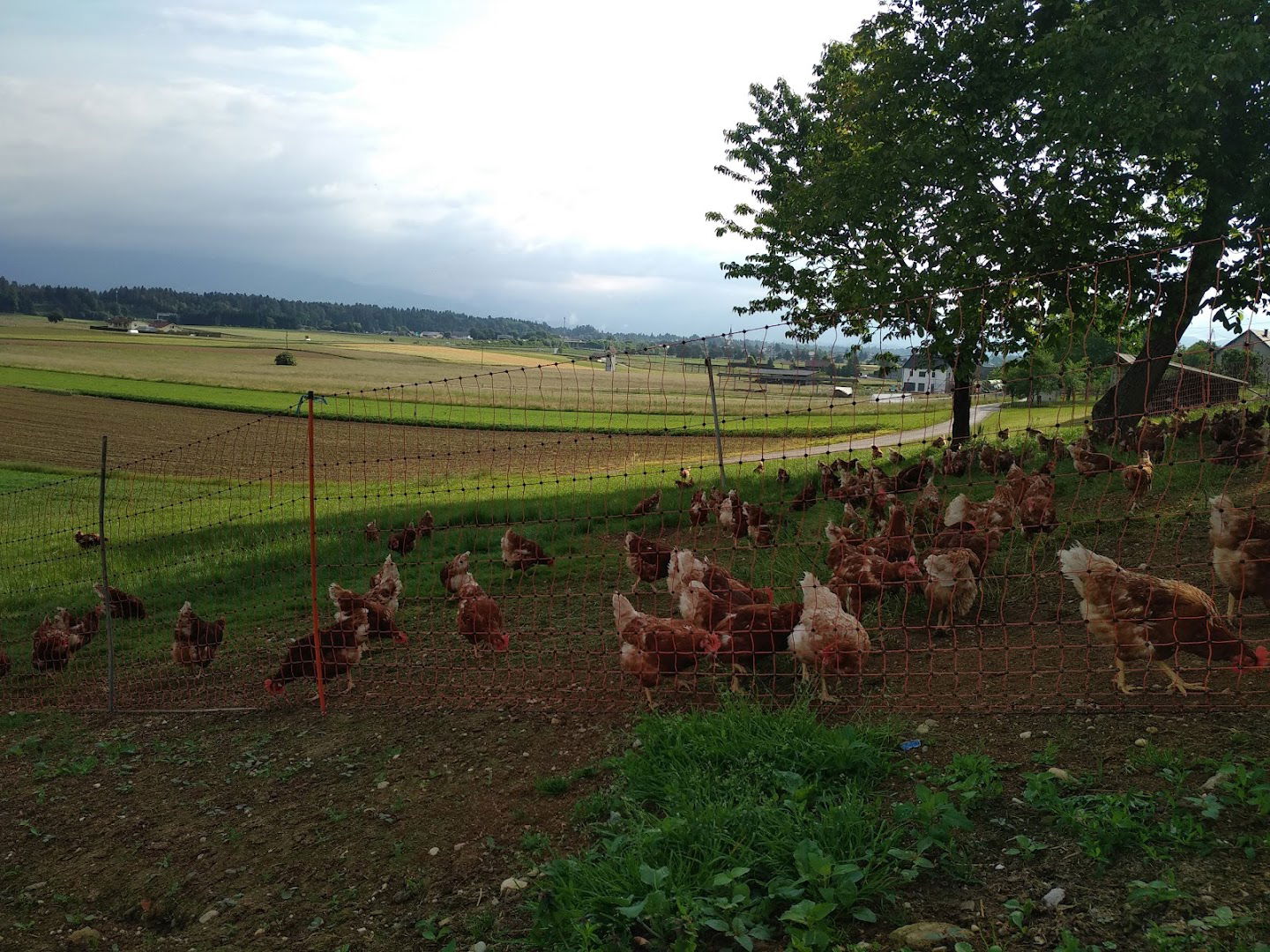 Perutninarsvo in Kmetijsvo, Gašper Jeraj s.p.