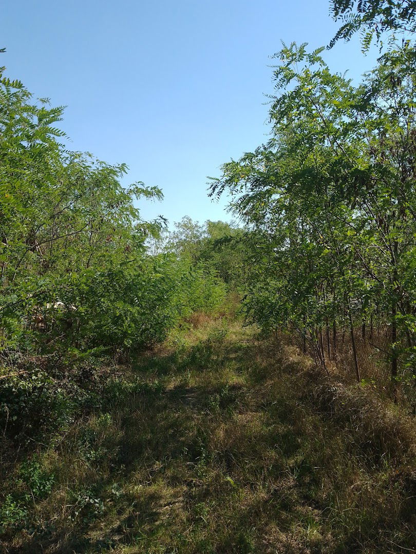 Багремовац шума