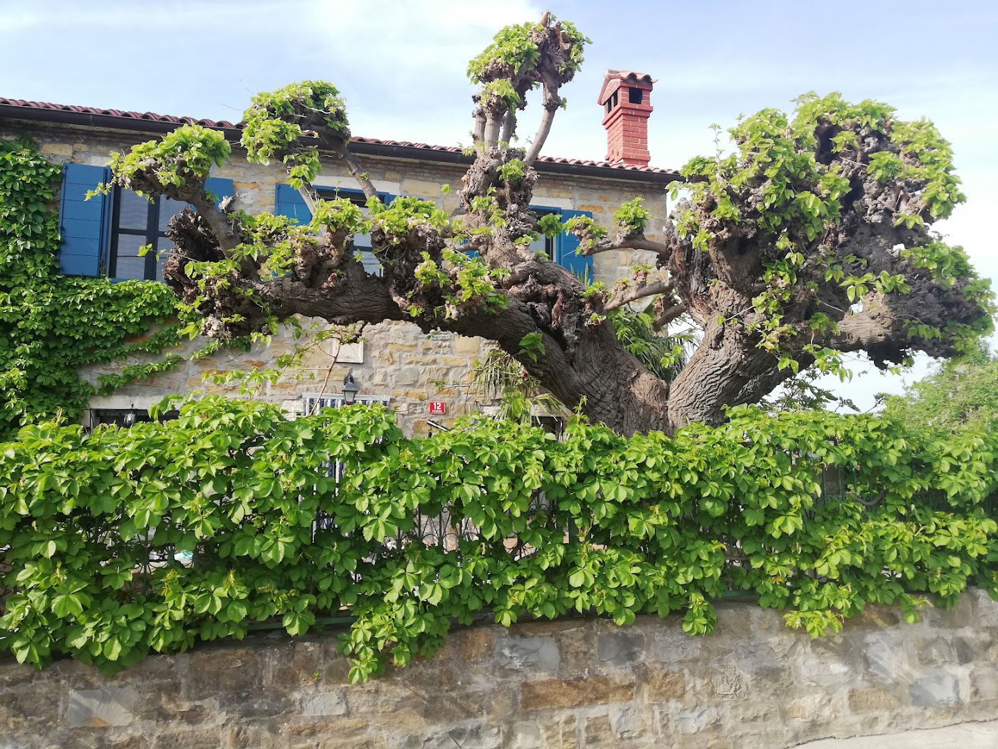 Krajevna skupnost Padna