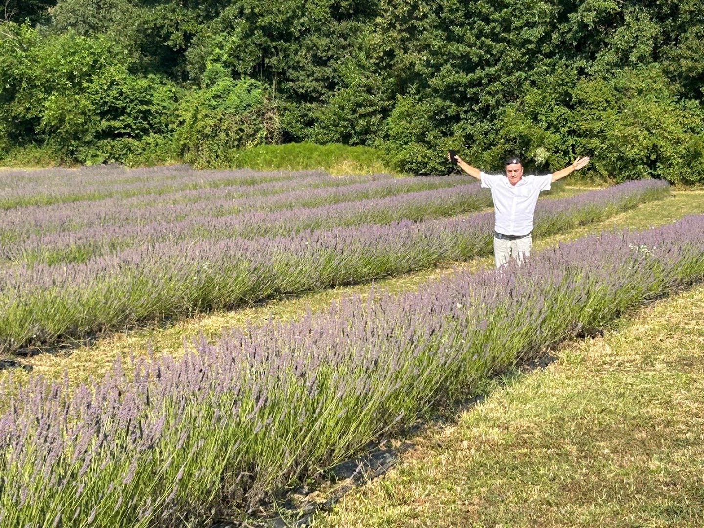 Lavender Fields